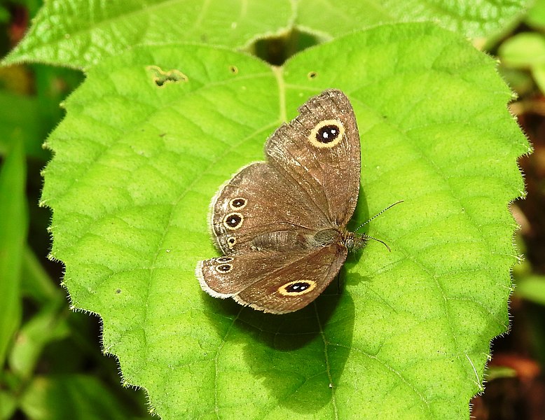 File:Common Four-ring Ypthima huebneri by Dr. Raju Kasambe DSCN7802 (14).jpg