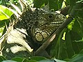 Adult green iguana in a tree above the lagoon