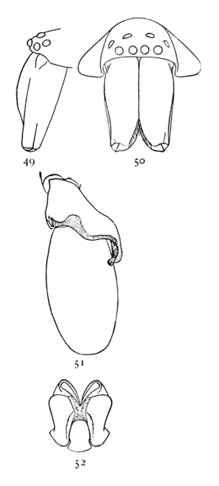 <i>Clubiona obesa</i> Species of spider