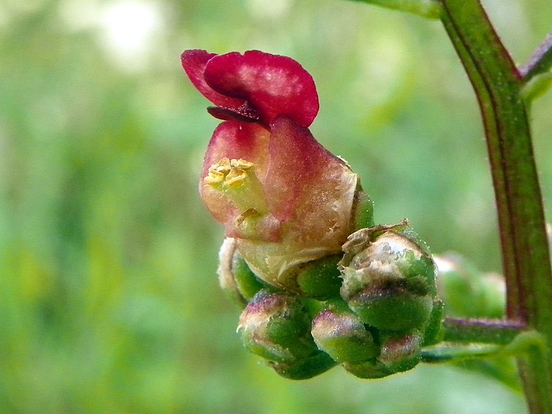 File:Common figwort (Scrophularia nodosa), Oughtonhead Common (29119172411).jpg