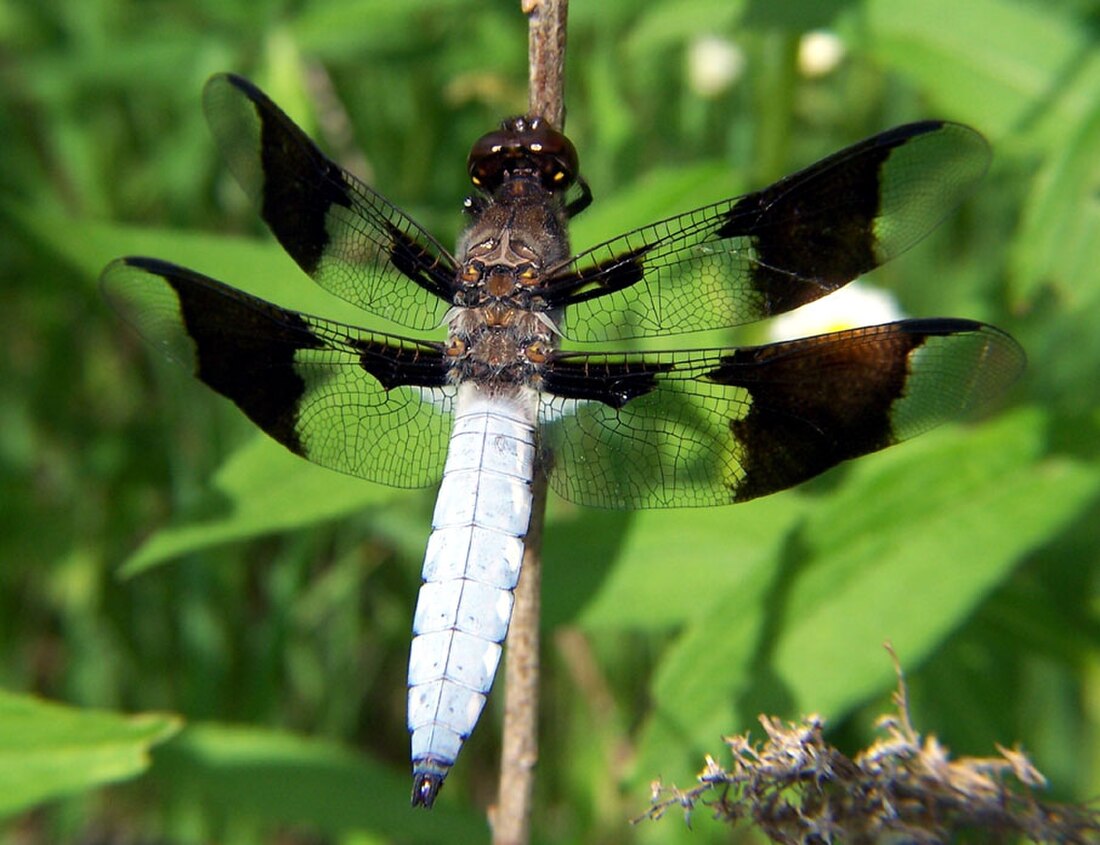 Libellula lydia