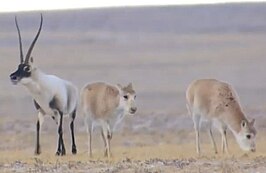 Tibetaanse antilope