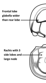 Drawing of Condylopyge cf regia explaining unique anatomic features Condylopyge anatomy.png