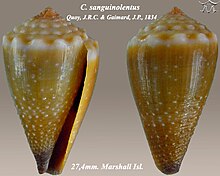 Conus sanguinolentus 2.jpg