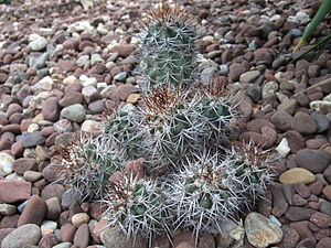 CopiapoaMarginata.jpg