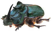 Coprophanaeus bonariensis Gory, 1844 זכר (3008385644) (2) .jpg