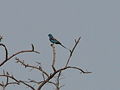 Senegalracke Abyssinian Roller