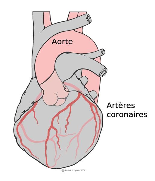 File:Coronary.pdf