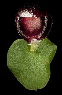 <i>Corybas recurvus</i> Species of orchid