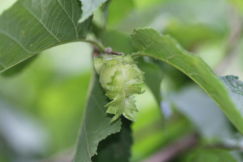 File:Corylus americana 5474404.jpg