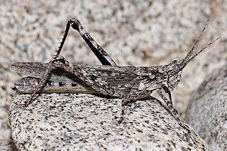 Acrididae Family of grasshoppers in the suborder Caelifera