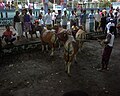 Cows for Eid ul-Adha