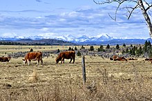 Cows in Rocky View. Nearly one-half of Canadian beef is produced here. Cows in the Foothills - panoramio.jpg
