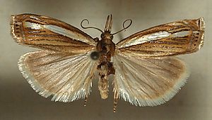 Crambus.silvellus.mounted.jpg