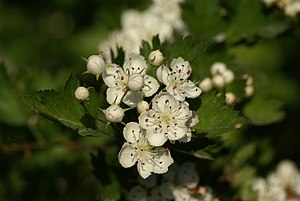 Flowers and leaves of the large calyx hawthorn (Crataegus rhipidophylla)