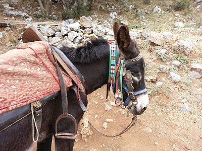 Day 3: Cretan donkey with adornments