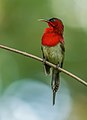 Image 42The crimson sunbird (Aethopyga siparaja) is a species of bird native in Bangladesh. The pictured specimen was photographed at Modhutila Eco-Park in Sherpur District. Photo Credit: Masud Rana
