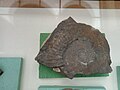 en:Crioceratites (C.) villiersianum bituberculatum (Sarkar) en:Hauterivian, en:Belimel, Cr1 929X1 at the Sofia University "St. Kliment Ohridski" Museum of Paleontology and Historical Geology