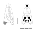 Miniatura para Crocodylus falconensis