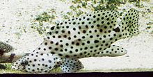 Cromileptes altivelis - Paddelbarsch - Panther grouper.jpg