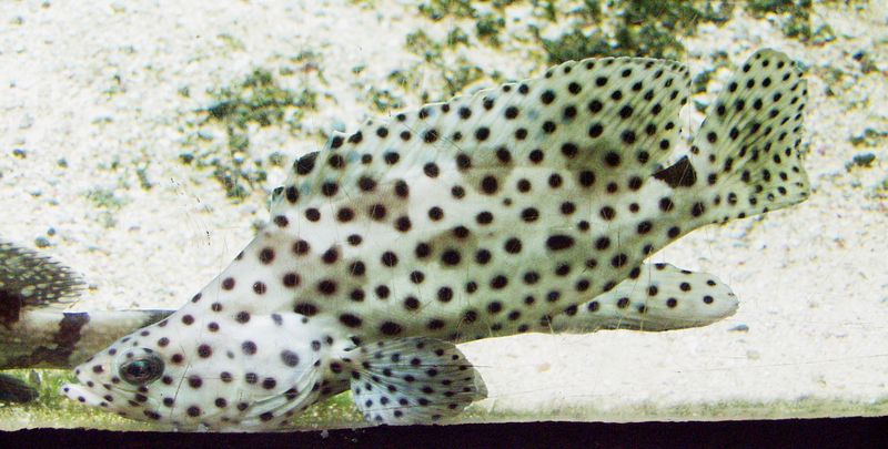 Datei:Cromileptes altivelis - Paddelbarsch - Panther grouper.jpg