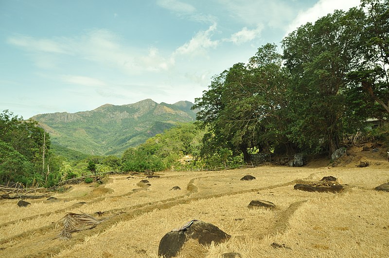 File:Cropped paddy fields.jpg