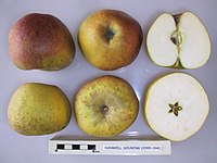 Cross section of Hanwell Souring, National Fruit Collection (acc. 2000-044) .jpg