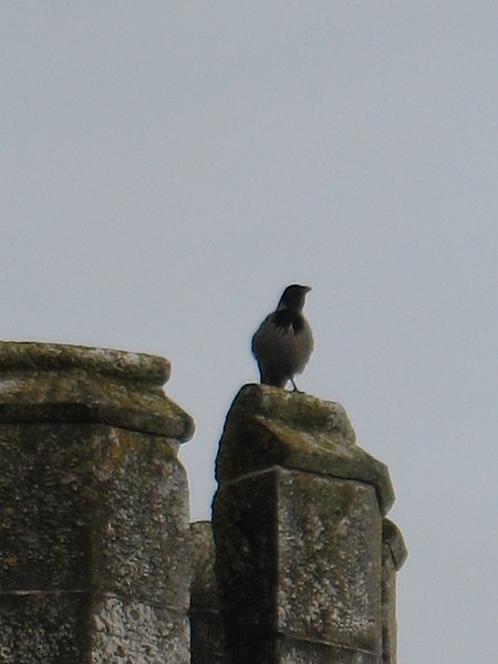 File:Crow on Blackrock Castle - panoramio (1).jpg