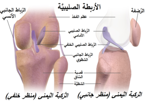 Cruciate Ligaments-ar.png