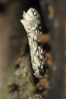 <i>Crypsitricha mesotypa</i> Species of moth