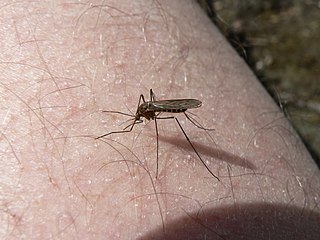 <i>Culiseta impatiens</i> Species of fly