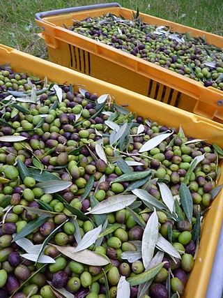 <span class="mw-page-title-main">Leccino</span> Olive cultivar