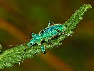 <i>Phyllobius arborator</i> Species of beetle