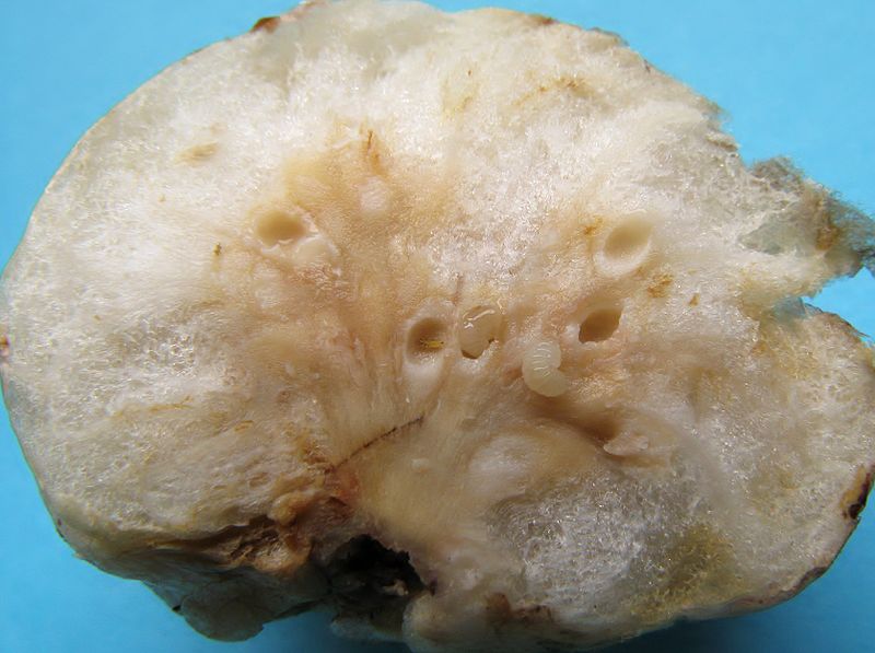 File:Cutted oak gall with larvae.jpg