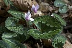 Thumbnail for Cyclamen africanum