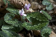 Cyclamen africanum.jpg