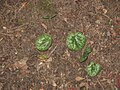 Cyclamen purpurascens leaves