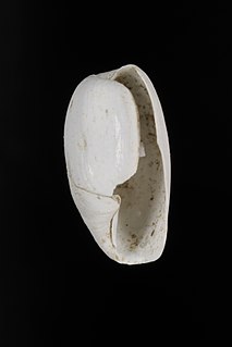 <i>Cylichnella</i> Genus of molluscs