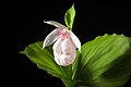 Cypripedium formosanum