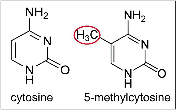 Cytosine and 5-methylcytosine