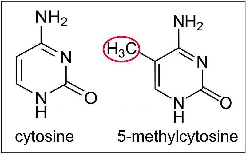 File:Cytosine and 5-methylcytosine.jpg