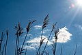 * Nomination Reed grass at the fish ponds in the Börnste hamlet, Kirchspiel, Dülmen, North Rhine-Westphalia, Germany --XRay 03:30, 18 April 2020 (UTC) * Promotion  Support Good quality -- Johann Jaritz 03:49, 18 April 2020 (UTC)