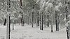 Snow has arrived on the Mogollon Rim, leaving many roads impassable