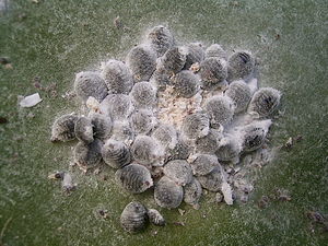 Dactylopius coccus (Barlovento) 04 ies.jpg