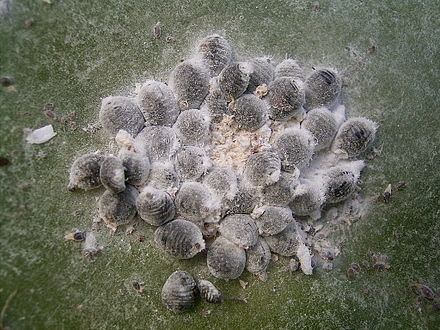 A cluster of females