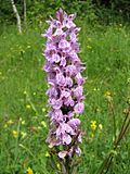 Vignette pour Orchis tacheté