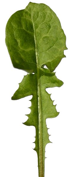 Datoteka:Dandelion-leaf.jpg