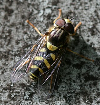<i>Dasysyrphus albostriatus</i> Species of fly