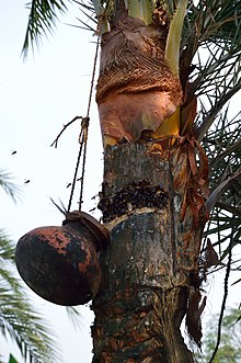 Date palm sap collection, a primary exposure route for Nipah virus Date Palm Sap Collection - Taki - North 24 Parganas 2015-01-13 4731.JPG