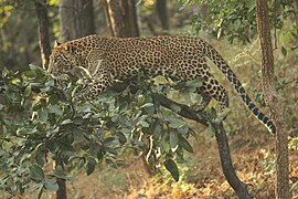 Leopard in a tree in India
